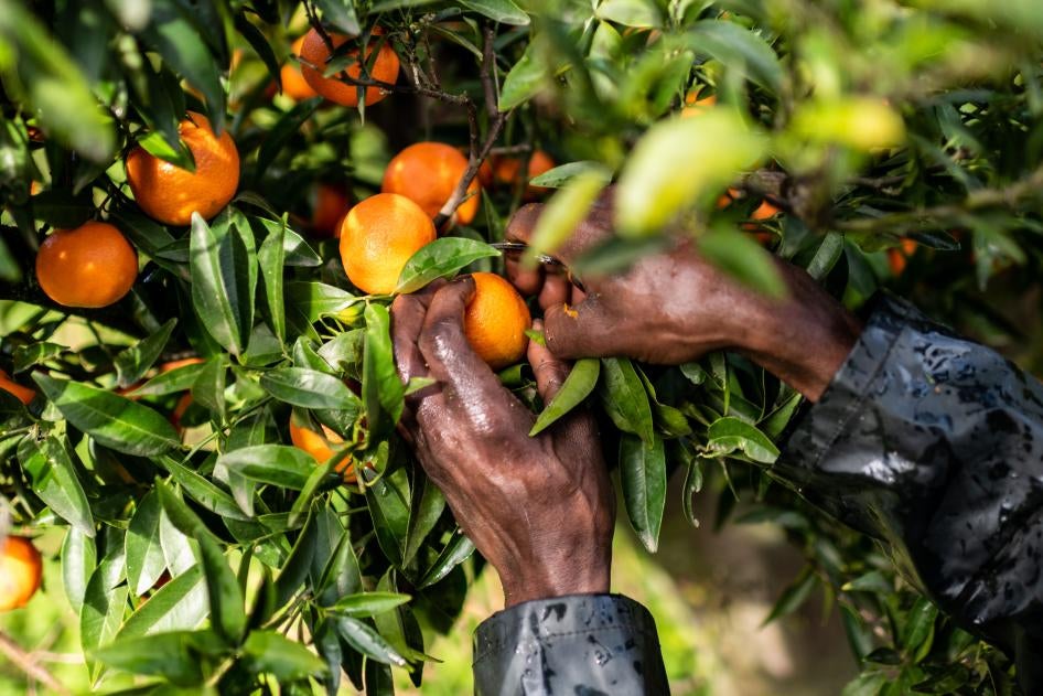 An immigrant worker picks clementines in Corgiliano-Rossano, Calabria, southern Italy, December 12, 2020. © 