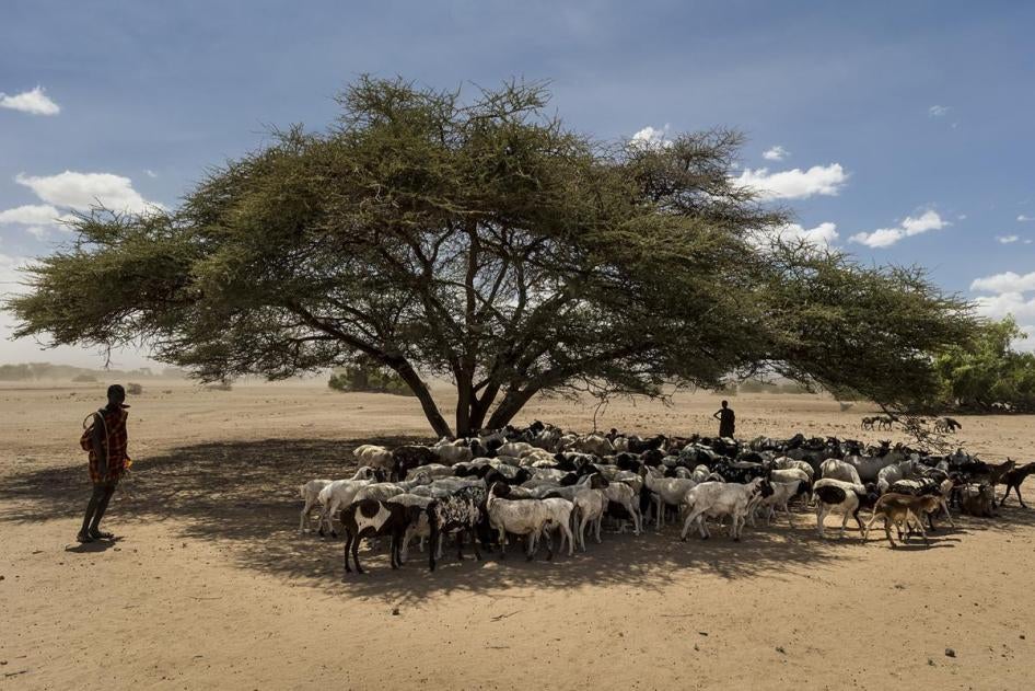 日正当中牧羊男孩们在树下为羊群庇荫。