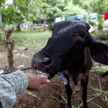 A man feeds his cow in Ticuantepe Town, Nicaragua, August 10, 2007.