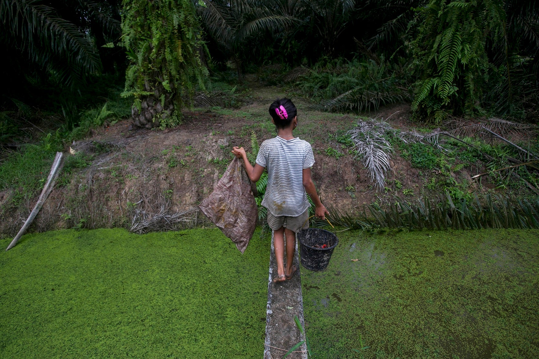 A child carries palm kernels collected from the ground across a creek at an oil palm plantation in Sumatra, Indonesia, November 2017.