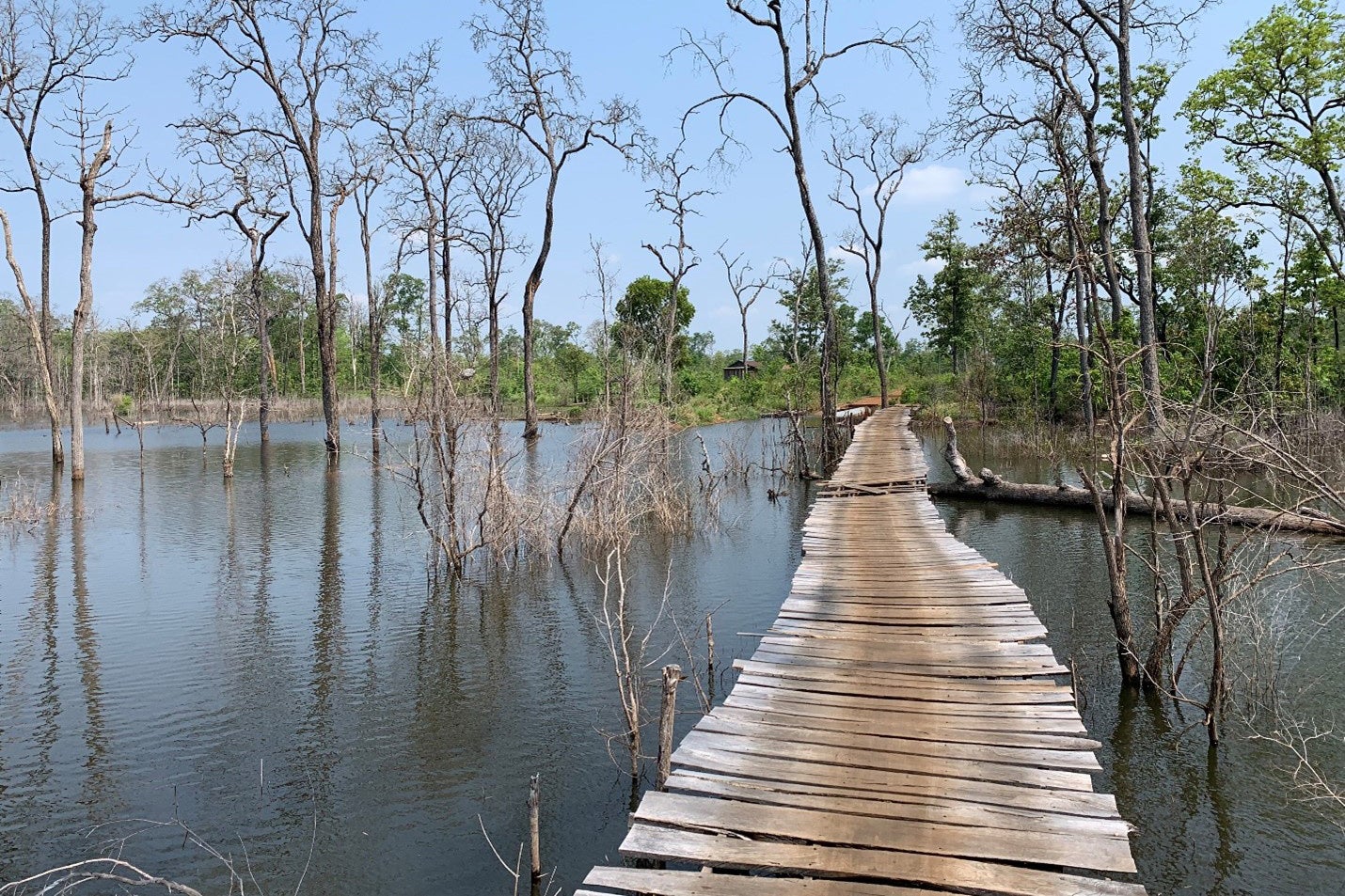 Une passerelle de bois construite dans le village de Srekor, au Cambodge, et utilisée par des familles qui se sont installées dans des zones forestières voisines suite aux inondations de terrains.