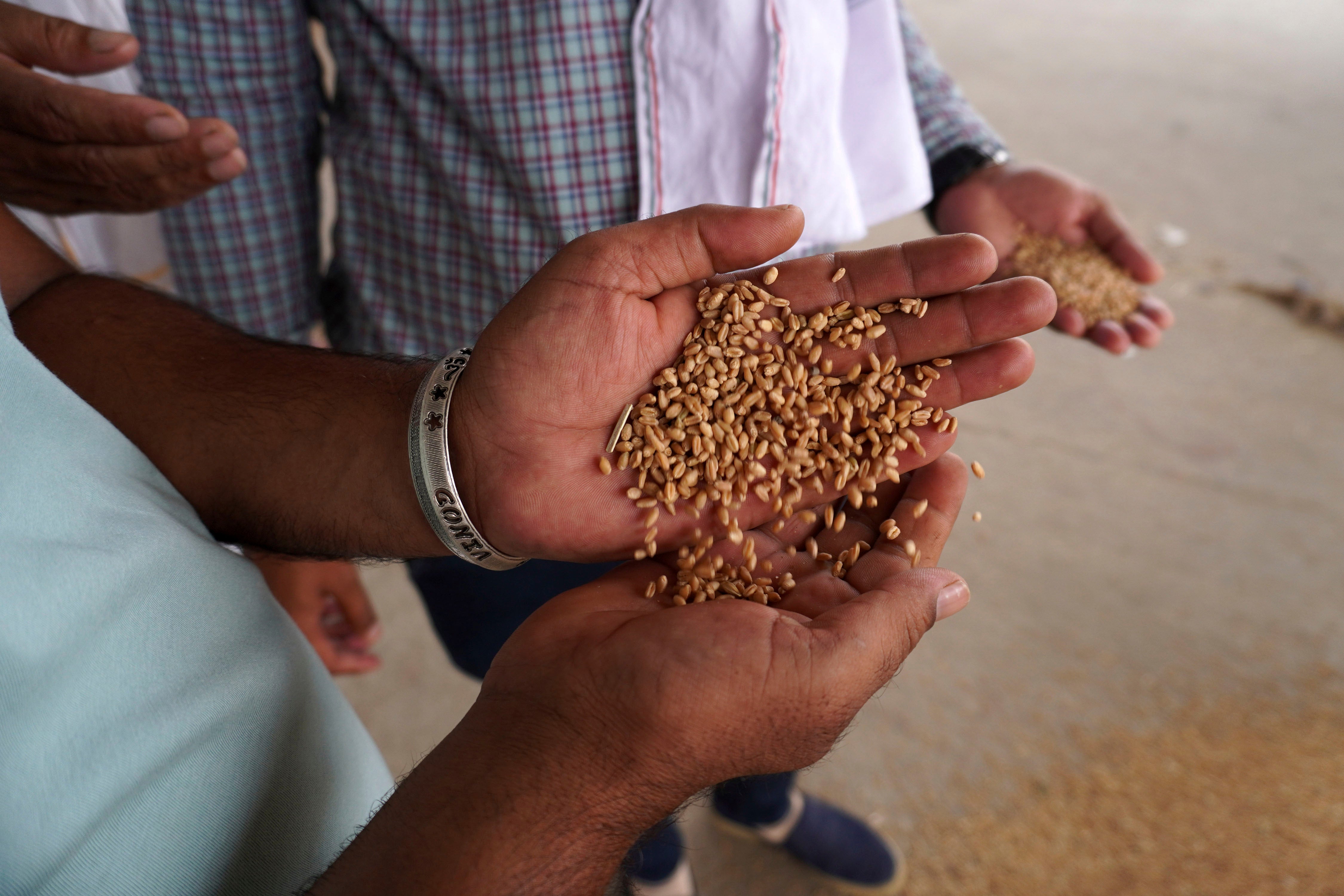 印度新德里郊区靠近索尼帕特镇（Sonipat）的谷物批发市场，交易员正在检查小麦质量，2022年5月17日。