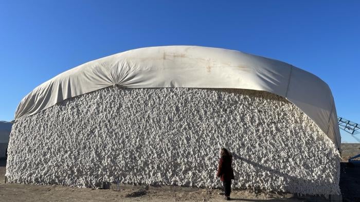Raw cotton stored at the Oltin Tola Boston cooperative storage facility in Ellikkala district, Republic of Karakalpakstan, Uzbekistan. November 30, 2023. 