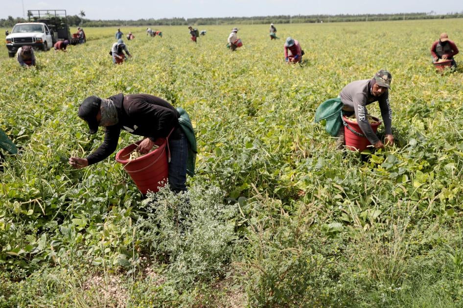 Farmworkers, considered essential workers under the Covid-19 pandemic, harvest beans in Homestead, Florida, May 12, 2020. 