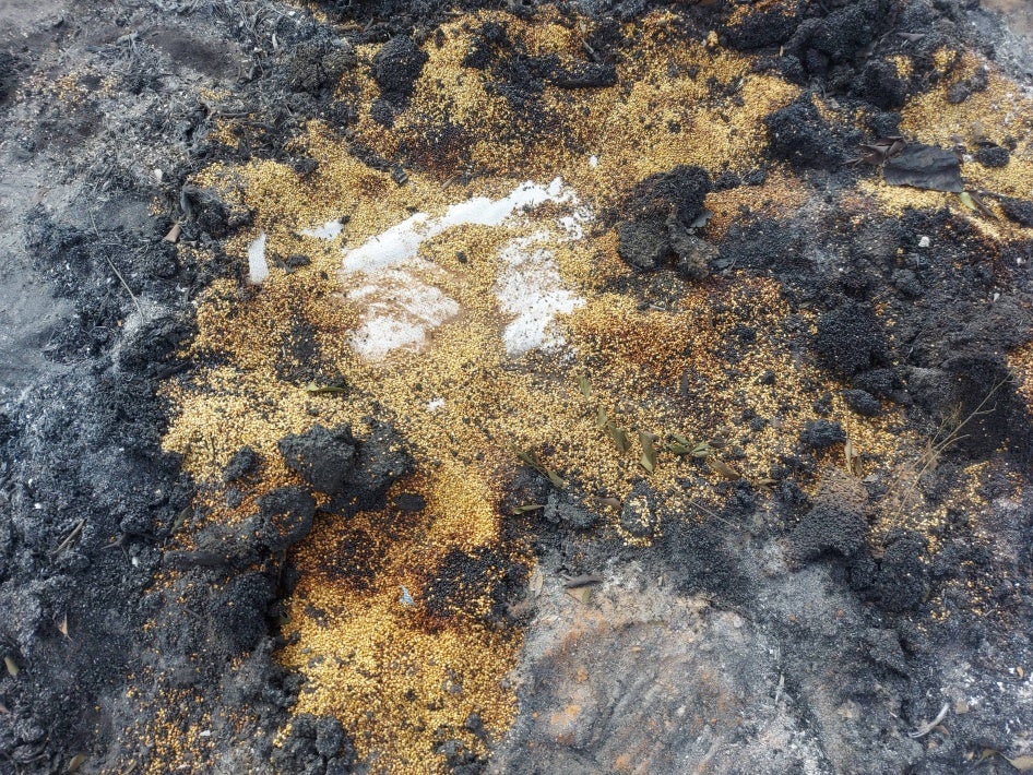 Image of burned millet on the ground