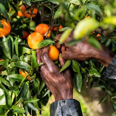 An immigrant worker picks clementines in Corgiliano-Rossano, Calabria, southern Italy, December 12, 2020. © 